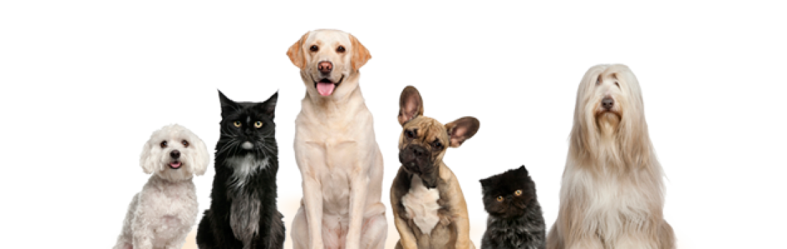 Imagen de bienvenida